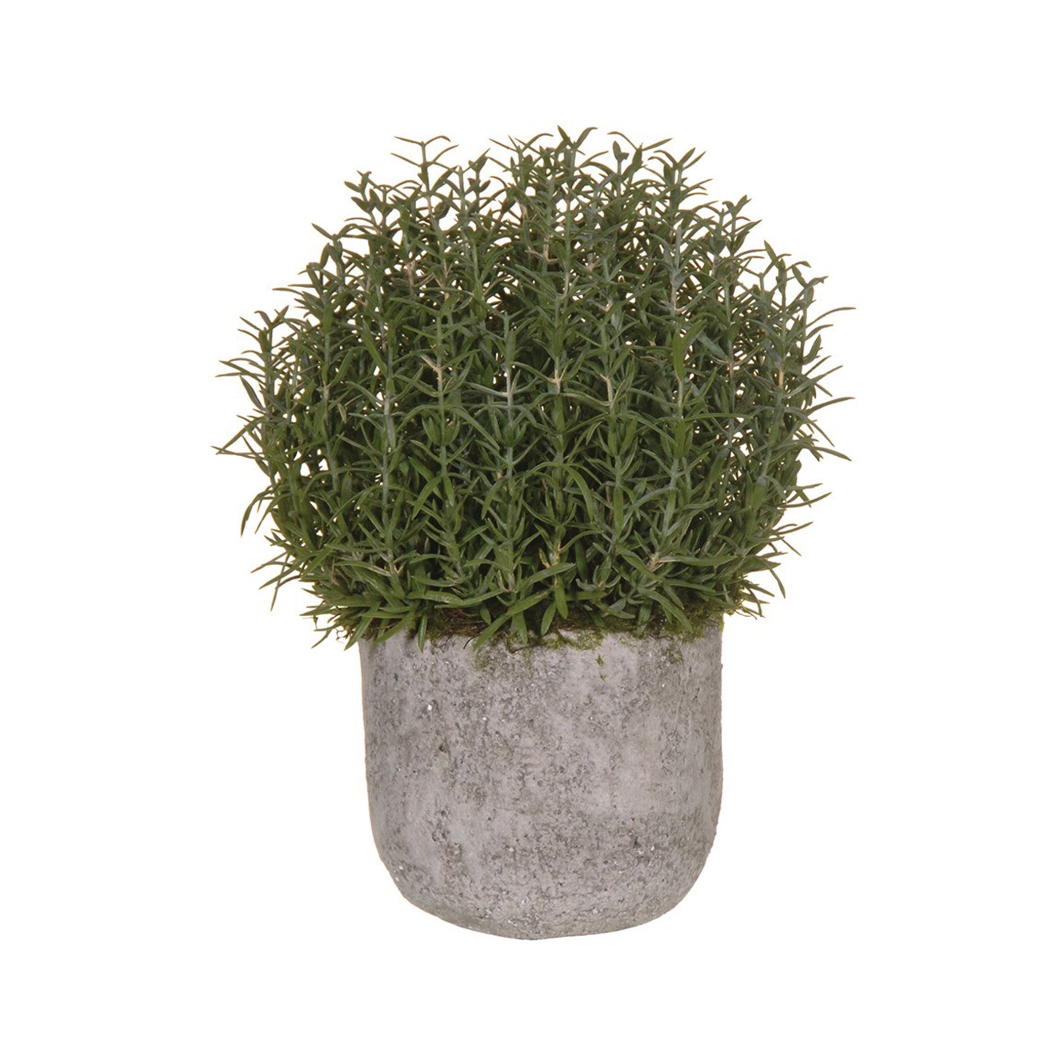 Salvia Rosmarinus Plant in Grey Pot